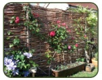 Hazel hurdles in a domestic garden