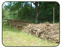 Hazel faggots ready for collection