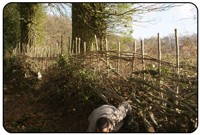 Hedgelaying