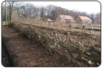 Hedgelaying