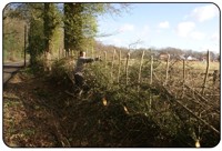 Hedgelaying